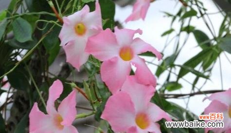 绽放生机 以波路开花——花开寓意与花语的探究