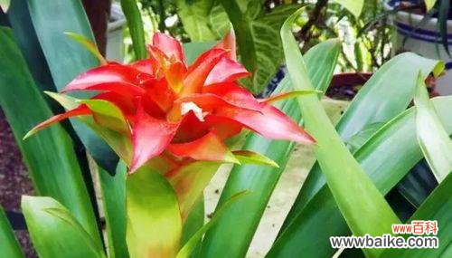 绽放生机 以波路开花——花开寓意与花语的探究