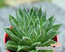 探寻波露花所代表的纯洁与浪漫 以波露花为象征的爱情之美