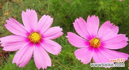 用花语倾诉心声 波斯菊花语解读与传达的情感