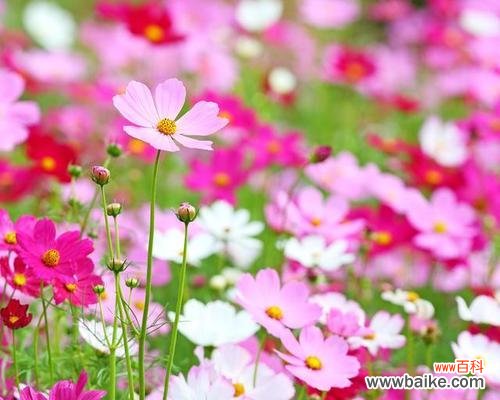 用花语倾诉心声 波斯菊花语解读与传达的情感