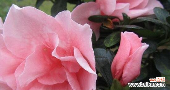 用七种颜色的杜鹃花 七彩杜鹃花的花语与意义