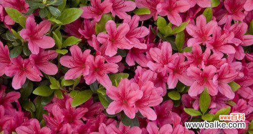 用七种颜色的杜鹃花 七彩杜鹃花的花语与意义