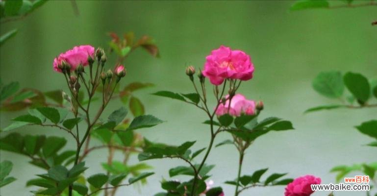 向生活中注入不同颜色的蔷薇花语 绽放在色彩缤纷中的蔷薇花语