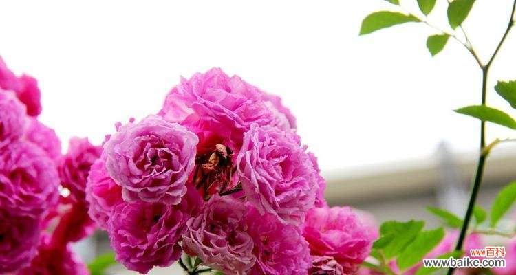 向生活中注入不同颜色的蔷薇花语 绽放在色彩缤纷中的蔷薇花语