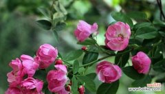 向生活中注入不同颜色的蔷薇花语 绽放在色彩缤纷中的蔷薇花语