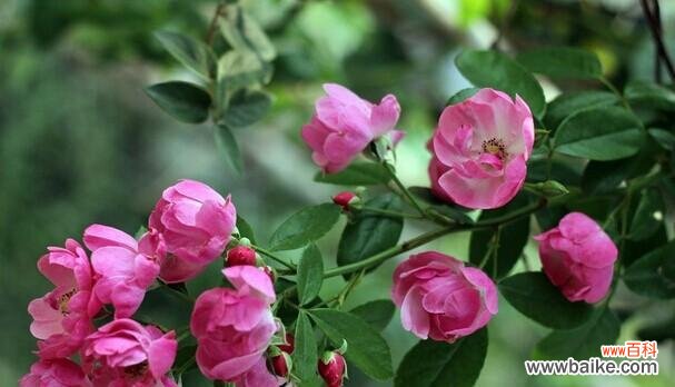 向生活中注入不同颜色的蔷薇花语 绽放在色彩缤纷中的蔷薇花语