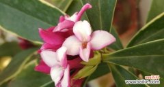 探寻不同颜色瑞香花所代表的情感与含义 瑞香花花语之五彩斑斓的情感世界