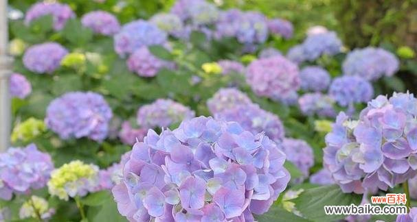 用颜色绣就的花语之谜 绣球花的花语与颜色意义