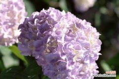 用颜色绣就的花语之谜 绣球花的花语与颜色意义