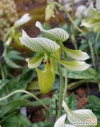 以不同颜色的洋兰为媒介 洋兰花语，绚丽多彩的情感表达