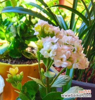 揭示不同颜色长寿花的情感与象征 缤纷长寿花的花语与寓意