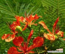 花语乾坤鸿运珠是什么意思？鸿运珠的花语有哪些？