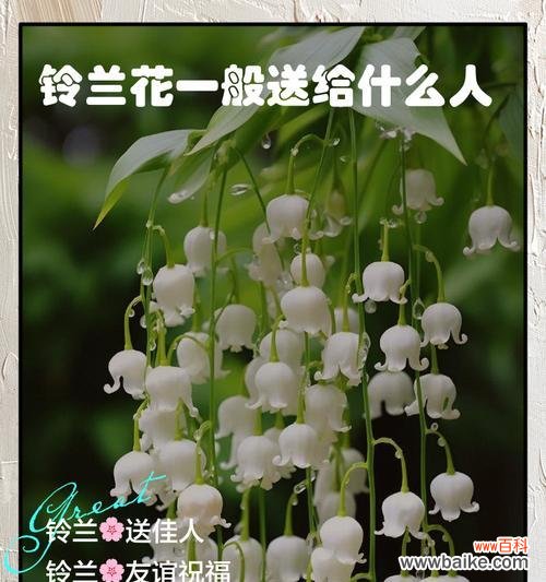 哪些花寓意表示祝福？如何用花表达祝福？