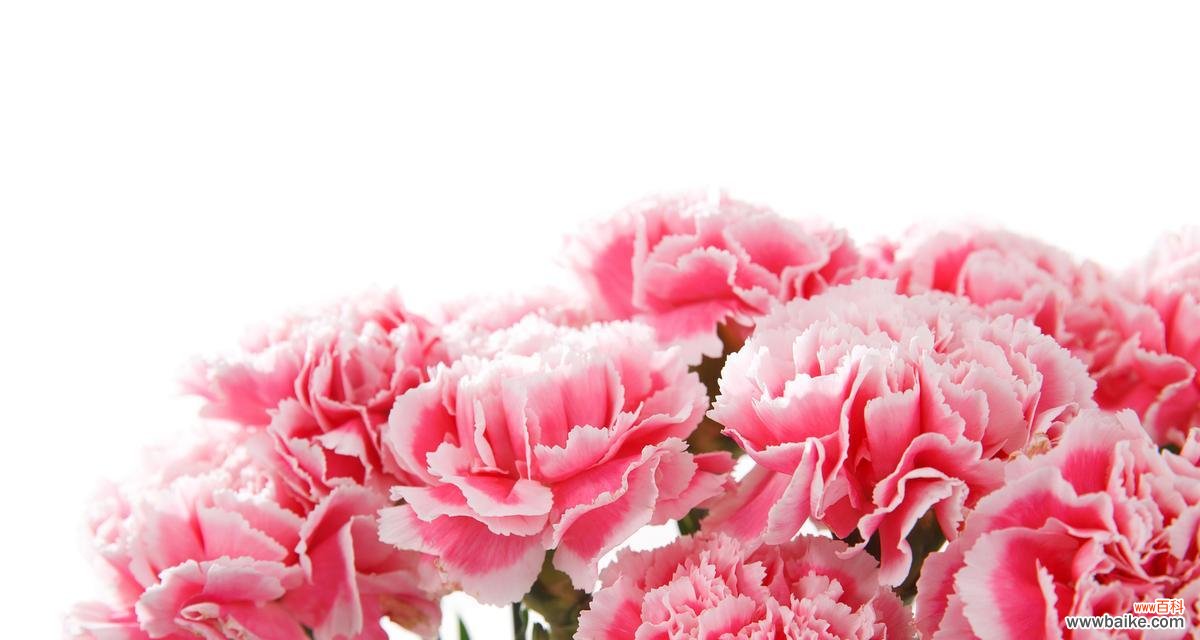 哪些花寓意表示祝福？如何用花表达祝福？