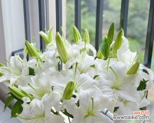 哪种花象征吉祥好运和纯洁？它的寓意是什么？