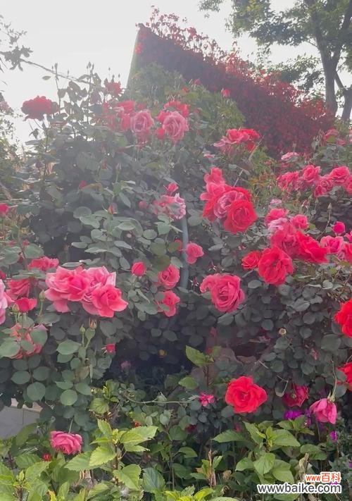 黑色圣诞玫瑰的寓意是什么?