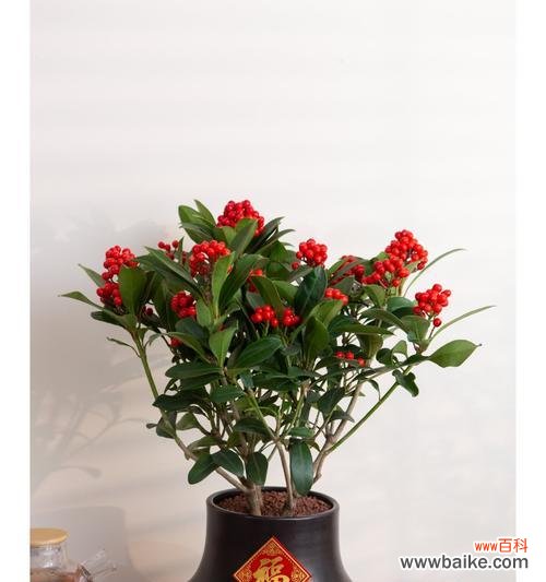 寓意是安心幸福的花是什么？它有哪些特别的含义？