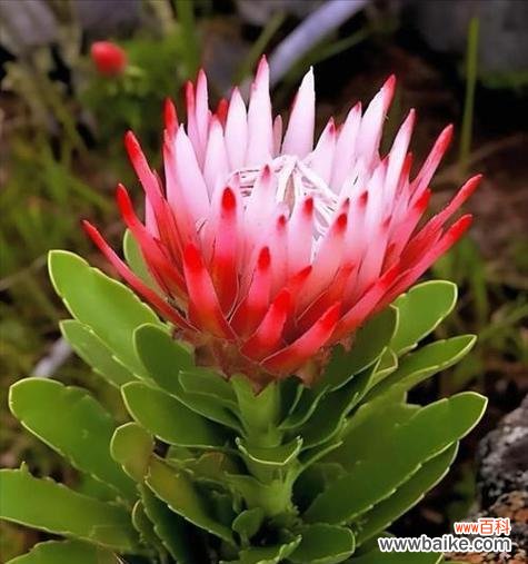 寓意是安心幸福的花是什么？它有哪些特别的含义？