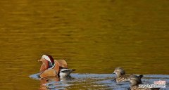 哪种动物象征爱情的花？