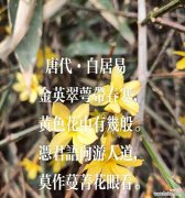 生日送黄色花有何寓意？黄色花在生日礼物中的含义是什么？