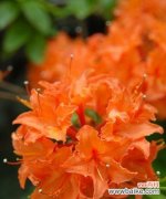 橙色花象征着什么？橙色的花有哪些特别的含义？