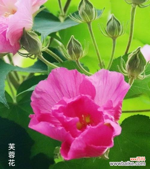 芙蓉花在爱情中象征着什么?它的意义是什么?