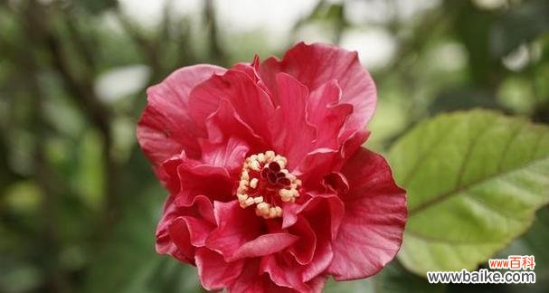 芙蓉花在爱情中象征着什么?它的意义是什么?