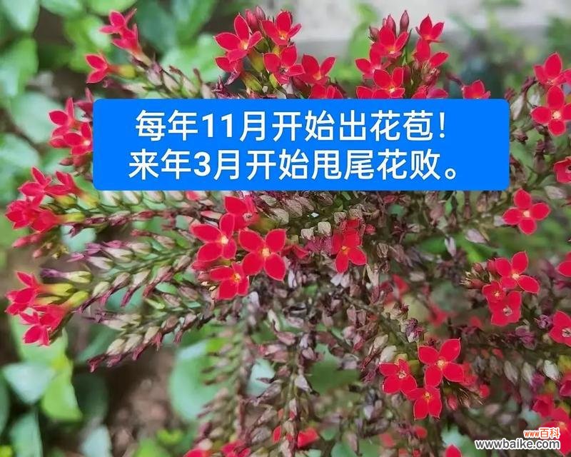 大叶凤尾长寿花的寓意是什么？