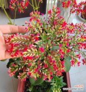 大叶凤尾长寿花的寓意是什么？