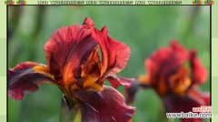 哪些花象征爱情友情和坚强？