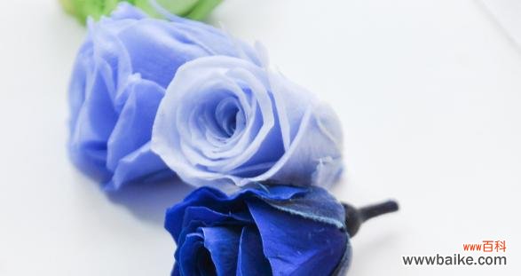 探秘蓝玫瑰的花语和神秘传说 蓝玫瑰花语及传说