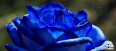探寻蓝玫瑰的神秘意义 以蓝玫瑰象征着什么
