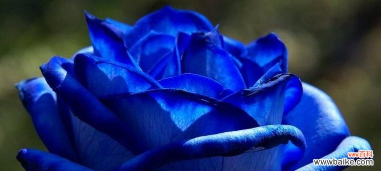 探寻蓝玫瑰的神秘意义 以蓝玫瑰象征着什么