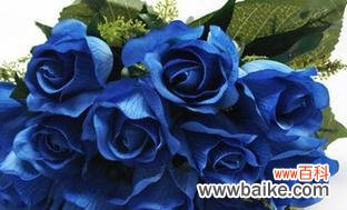 探寻蓝玫瑰的象征意义及其传奇之处 蓝玫瑰