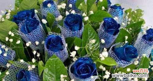 解读蓝玫瑰的深刻内涵与象征 蓝玫瑰的花语及意义