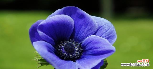 探寻彼岸花的美丽与寓意 蓝色彼岸花花语解读