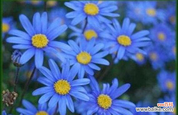 探寻彼岸花的美丽与寓意 蓝色彼岸花花语解读