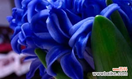 蓝色风信子花语及其寓意解读 蓝色风信子花语——青春与希望的象征