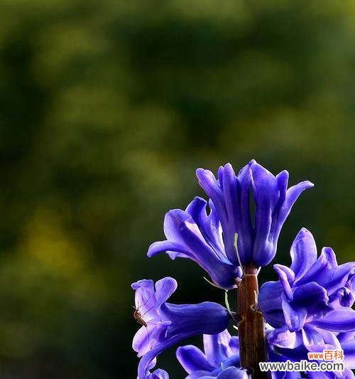 蓝色风信子花语及其寓意解读 蓝色风信子花语——青春与希望的象征