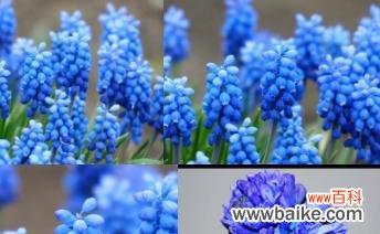 蓝色风信子花语及其寓意解读 蓝色风信子花语——青春与希望的象征