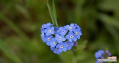 探秘蓝色康乃馨的花语与象征意义 蓝色康乃馨花语之浪漫与宁静