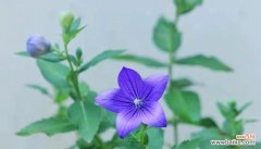 深入了解蓝色桔梗花的含义 蓝色桔梗花的花语与象征意义