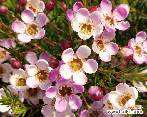 用颜色诉说感情 《绚丽多彩的梅花语》