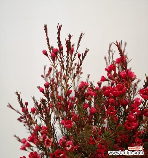 用颜色诉说感情 《绚丽多彩的梅花语》