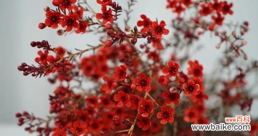 用颜色诉说感情 《绚丽多彩的梅花语》