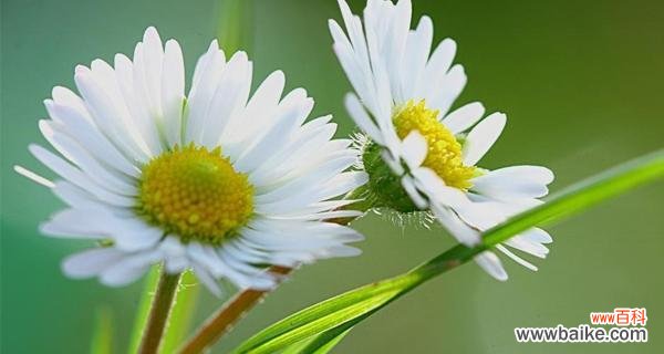 颜色之语 多彩雏菊