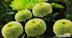 以不同颜色乒乓菊的花语为主题的情感探索 乒乓菊花语