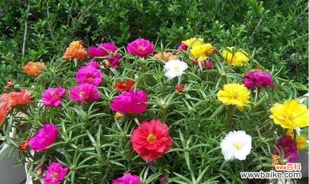 太阳花的花语解读及象征意义 以不同颜色太阳花的花语