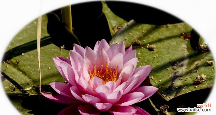 迷人多彩的水生花朵 七彩睡莲